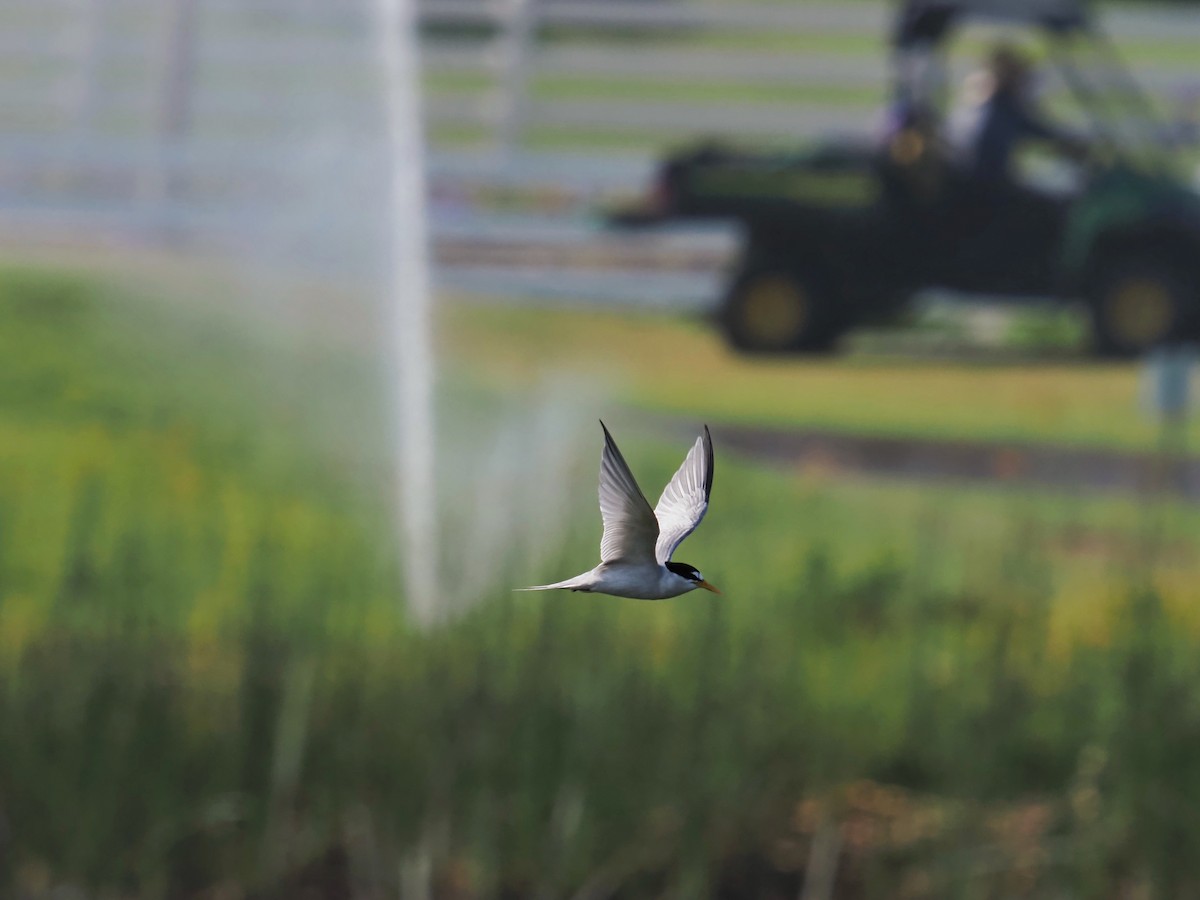 Least Tern - ML620731661