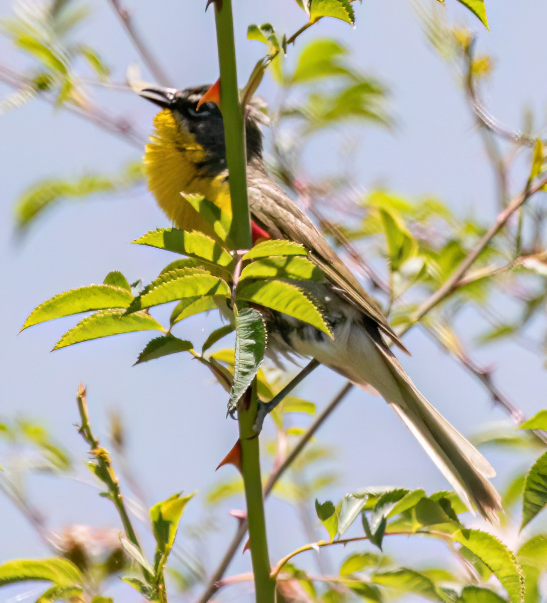 Yellow-breasted Chat - ML620731663