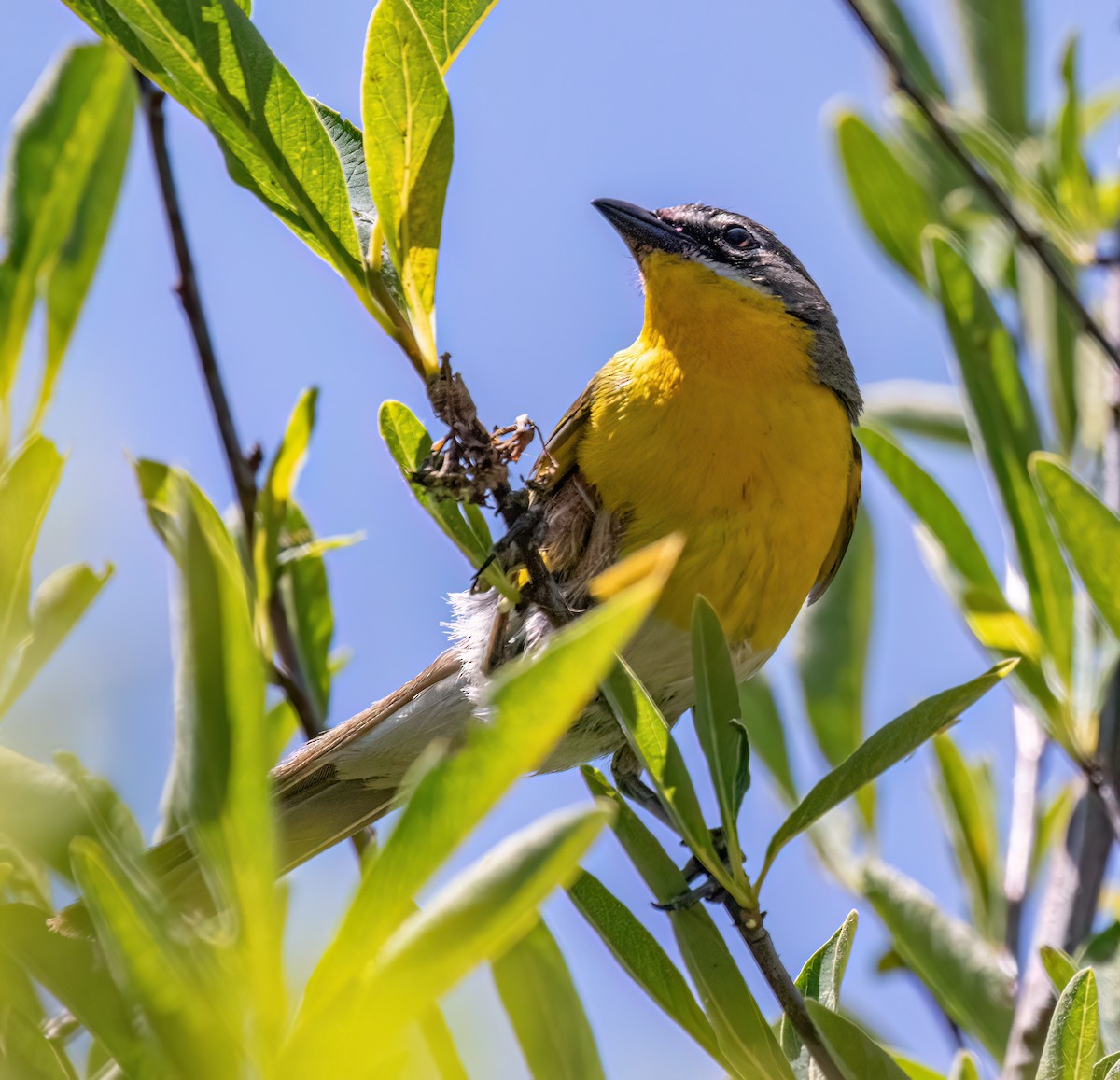 Yellow-breasted Chat - ML620731665