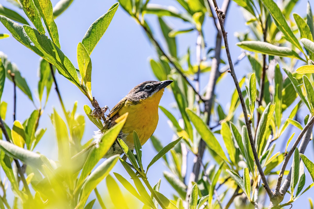 Yellow-breasted Chat - ML620731666