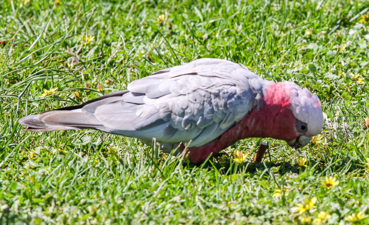 Cacatúa Galah - ML620731667