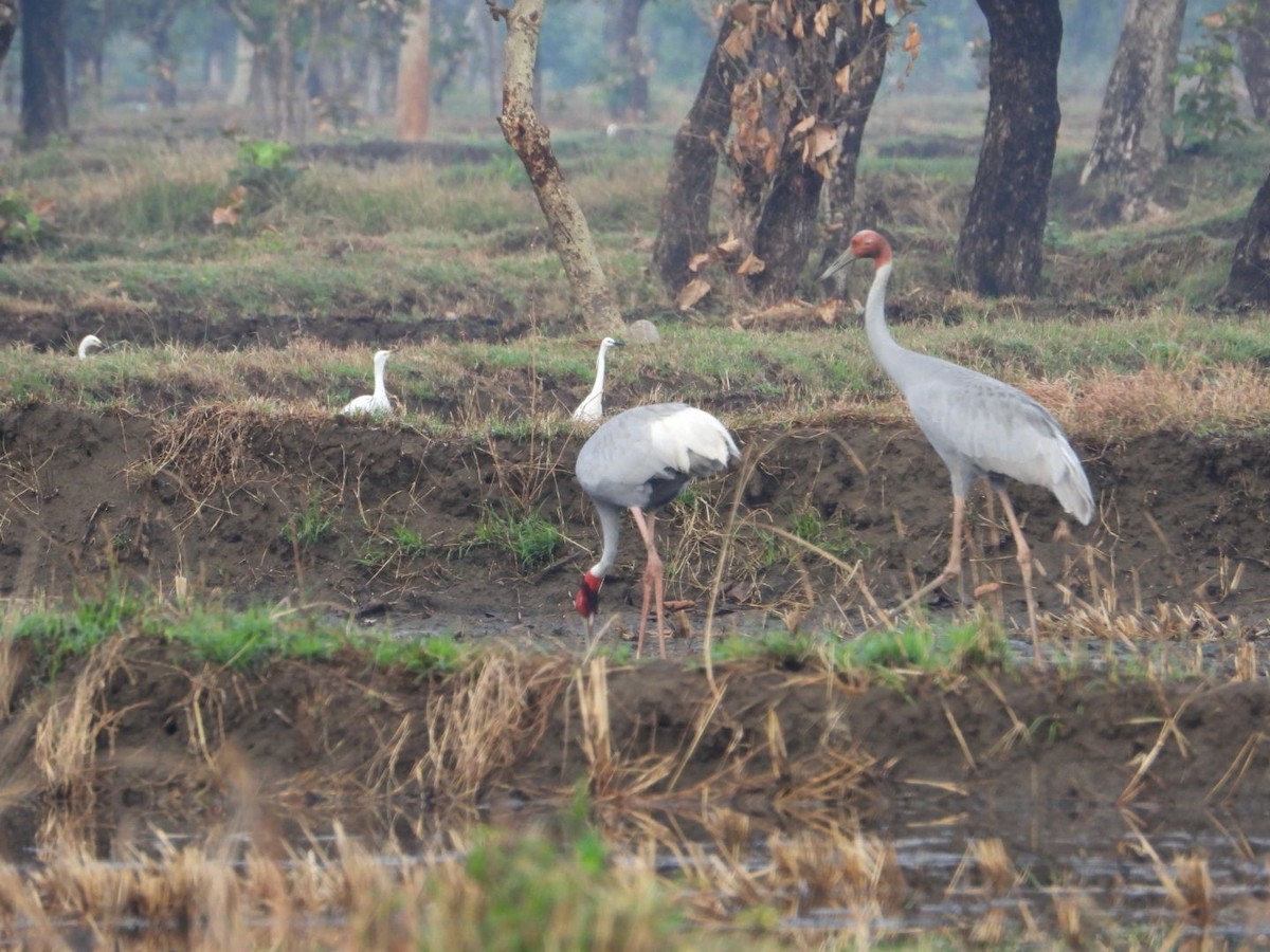 Sarus Crane - ML620731668