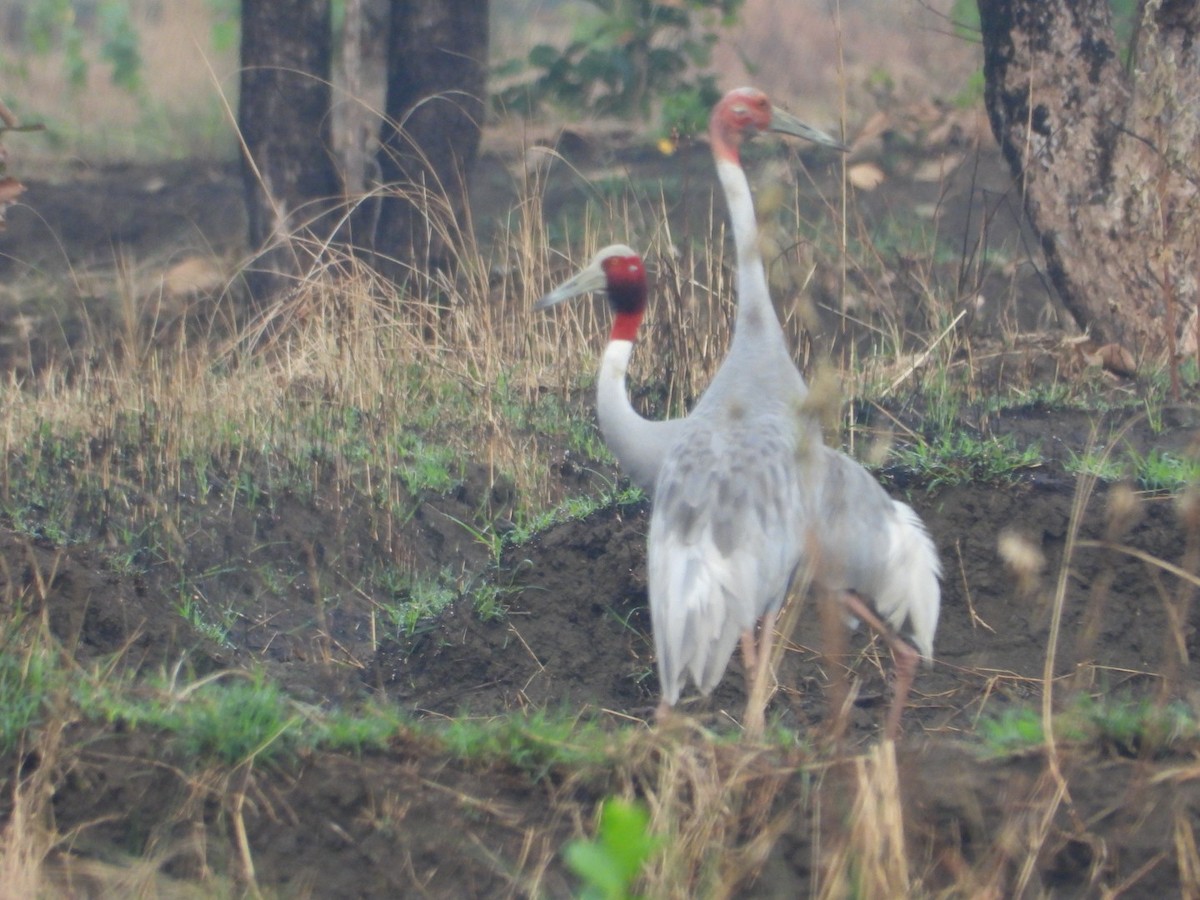 Sarus Crane - ML620731669