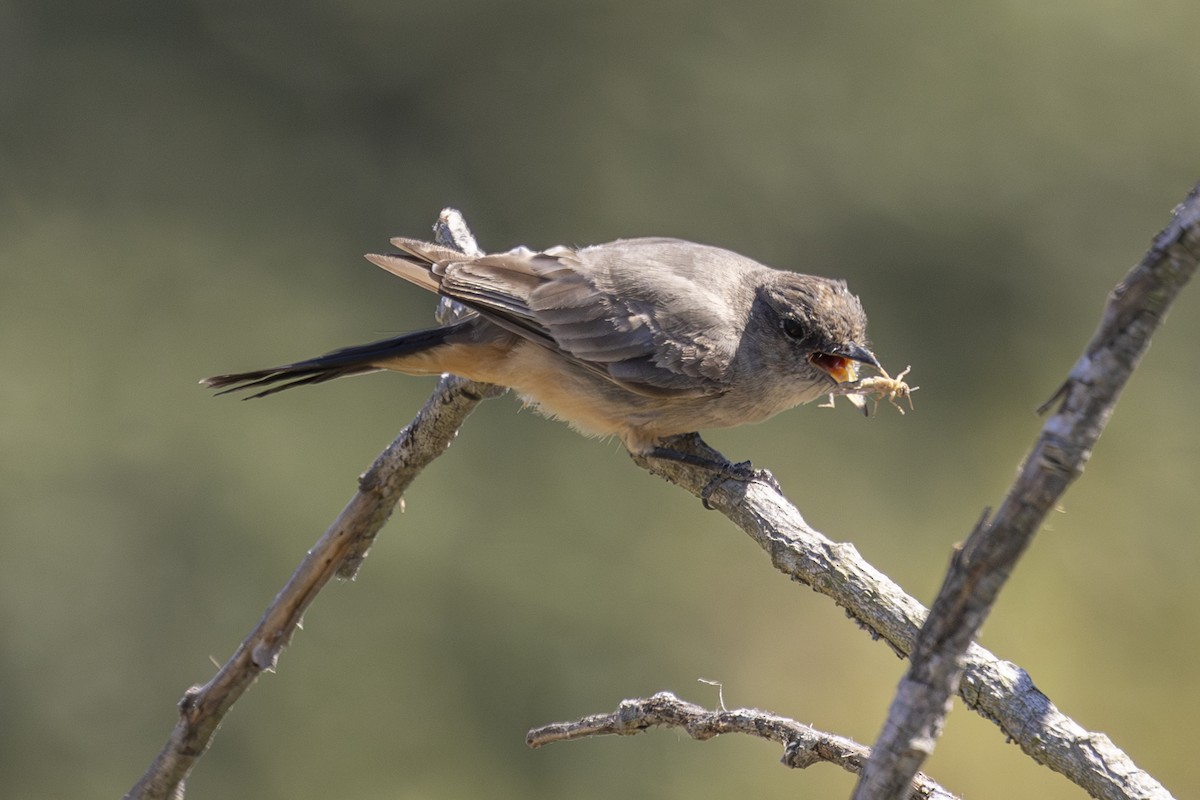 Say's Phoebe - ML620731670