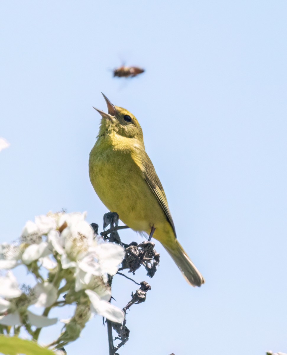 Orange-crowned Warbler - ML620731672