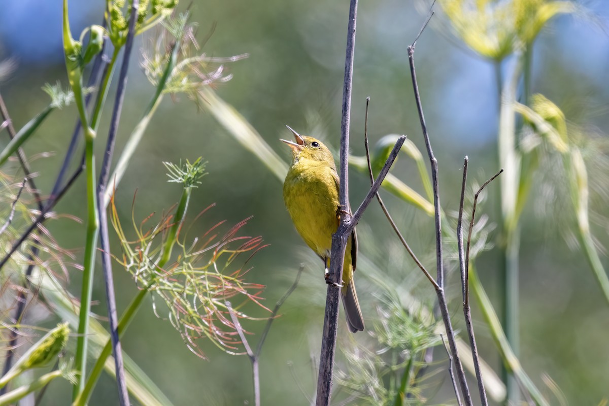 Orange-crowned Warbler - ML620731673