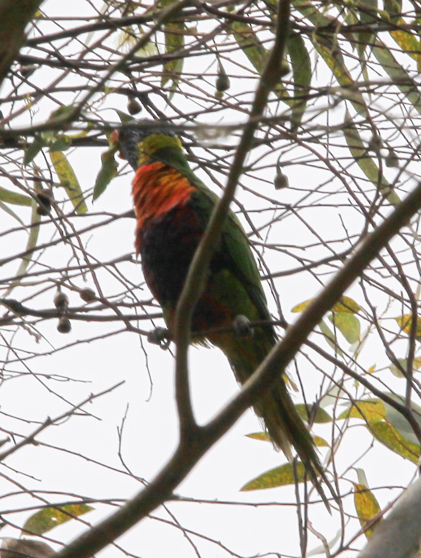 Rainbow Lorikeet - ML620731674