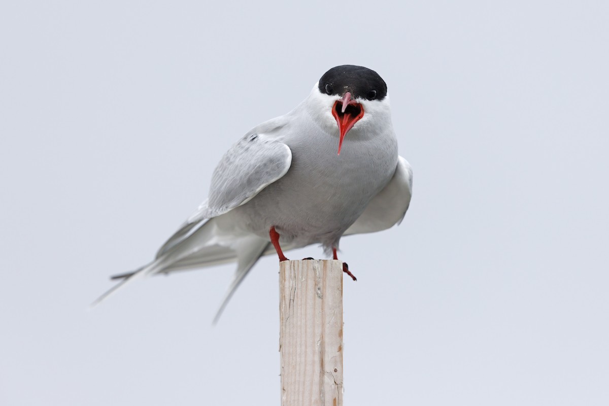 Arctic Tern - ML620731682