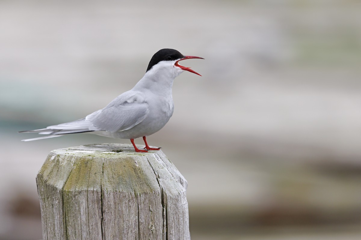 Arctic Tern - ML620731684