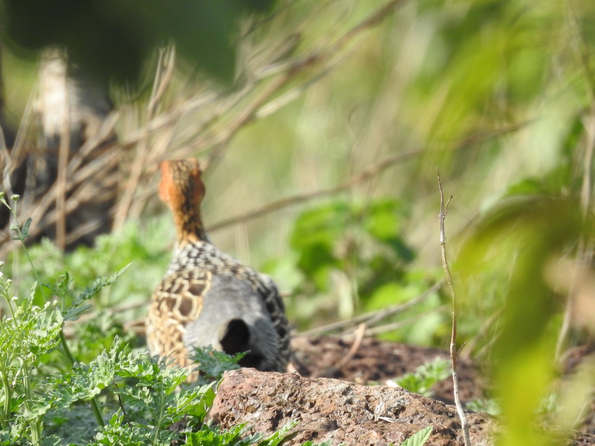 Francolin peint - ML620731685