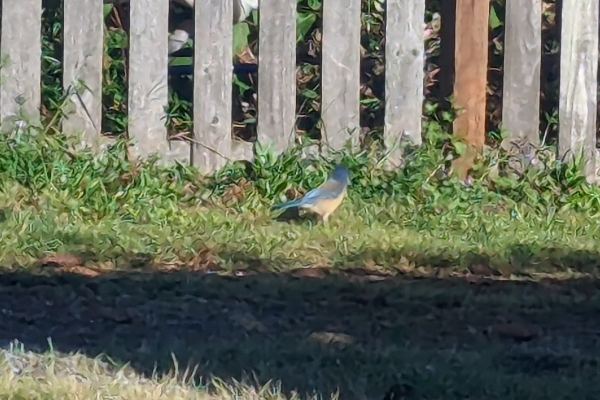 California Scrub-Jay - ML620731689