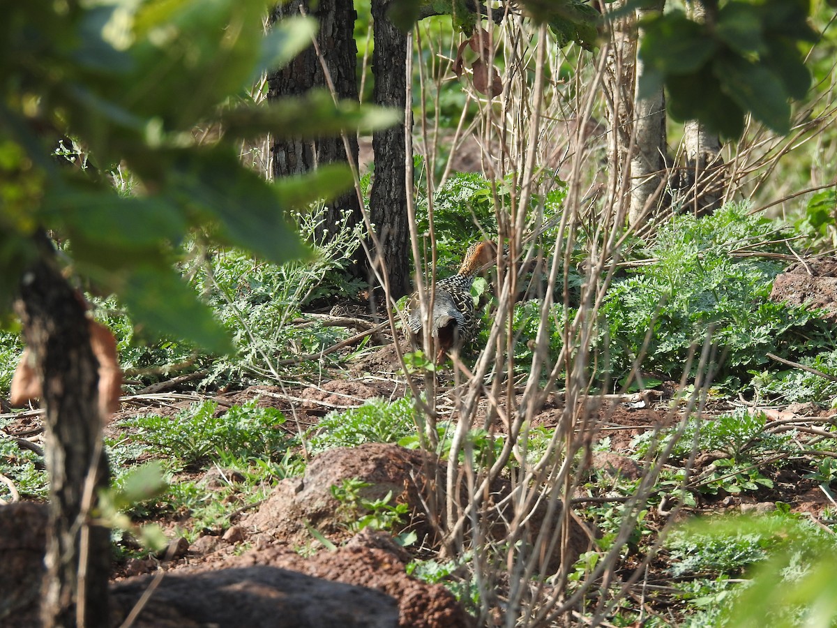 Francolin peint - ML620731696