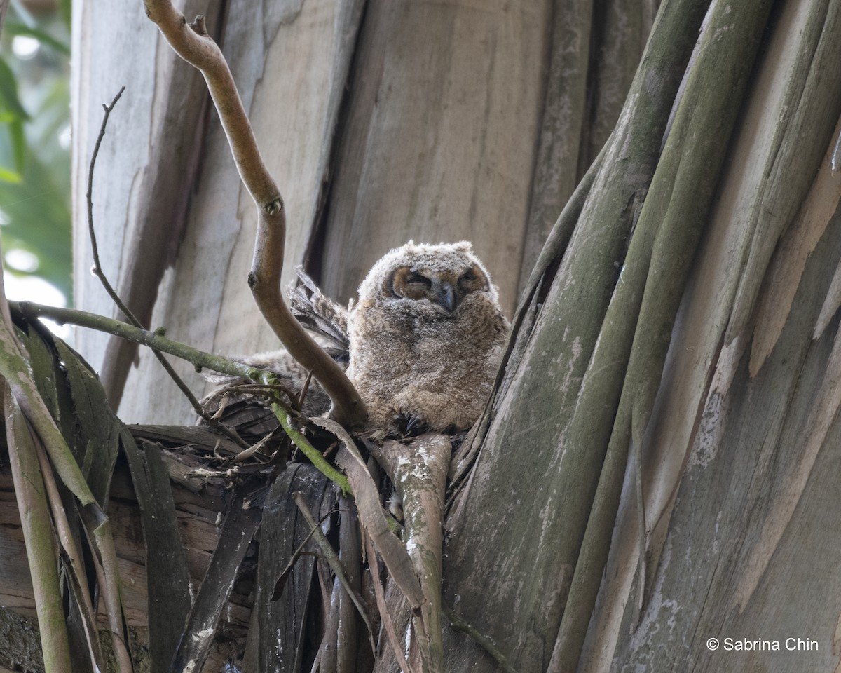 Great Horned Owl - ML620731697