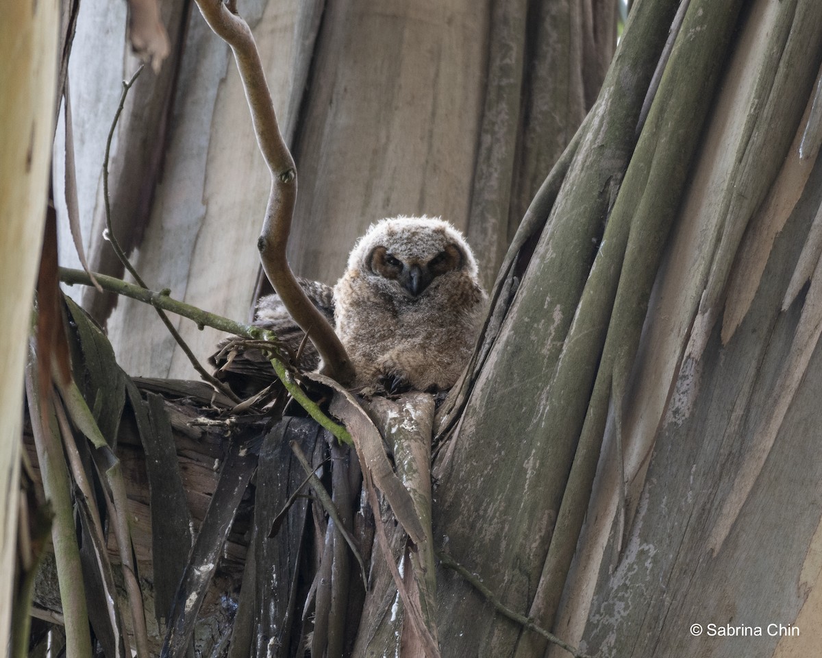 Great Horned Owl - ML620731698