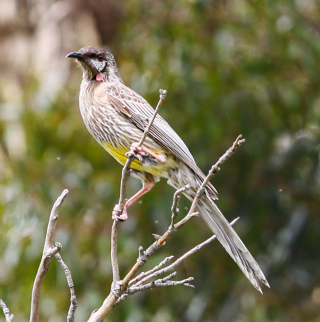 Red Wattlebird - ML620731700