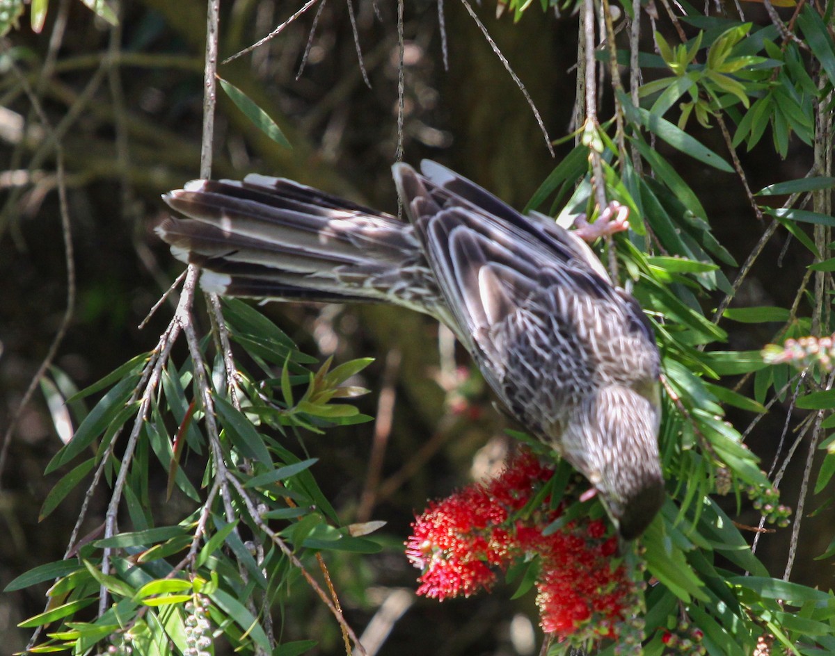 Red Wattlebird - ML620731701