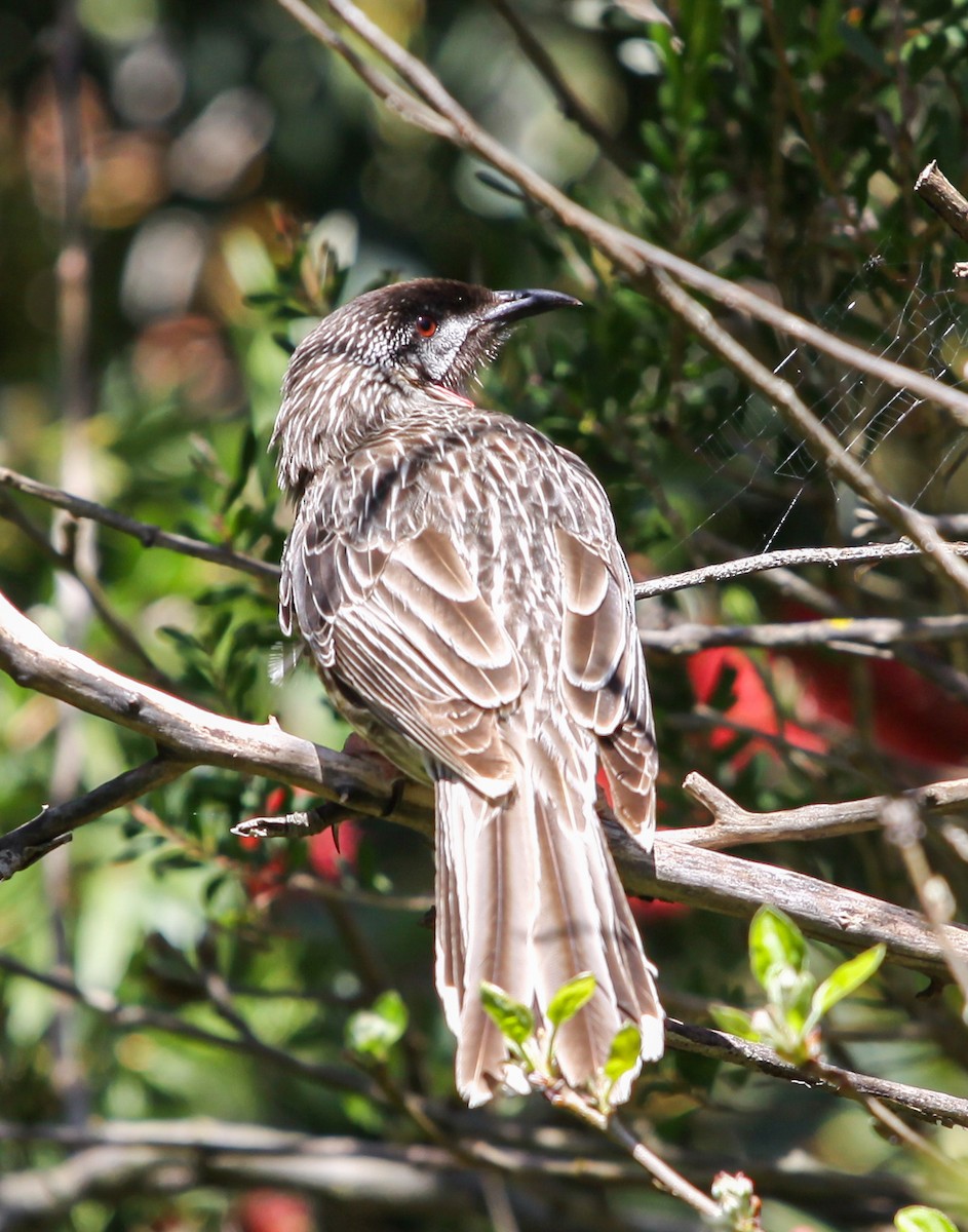 Red Wattlebird - ML620731702