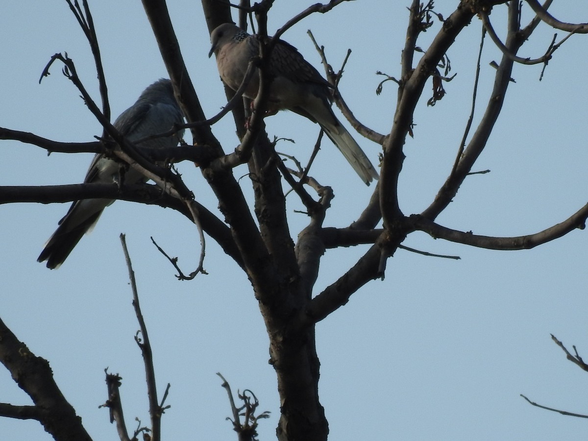 珠頸斑鳩 - ML620731704