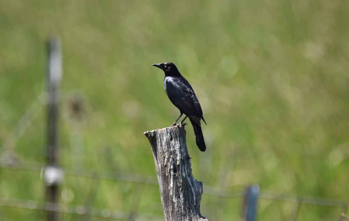 Brewer's Blackbird - ML620731707