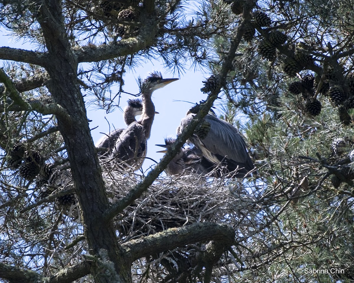 Great Blue Heron - ML620731711