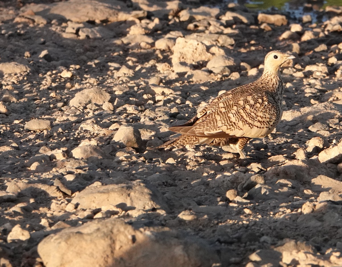 Chestnut-bellied Sandgrouse - ML620731721