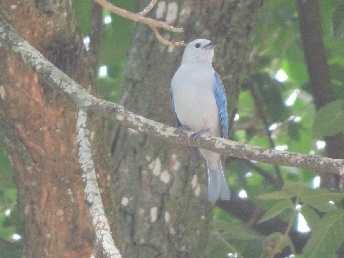 Blue-gray Tanager - ML620731723