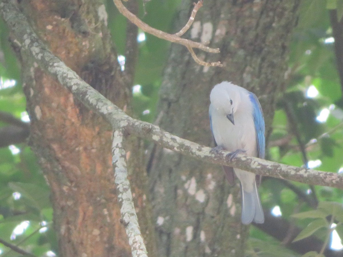 Blue-gray Tanager - ML620731724