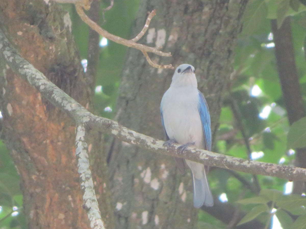 Blue-gray Tanager - ML620731725