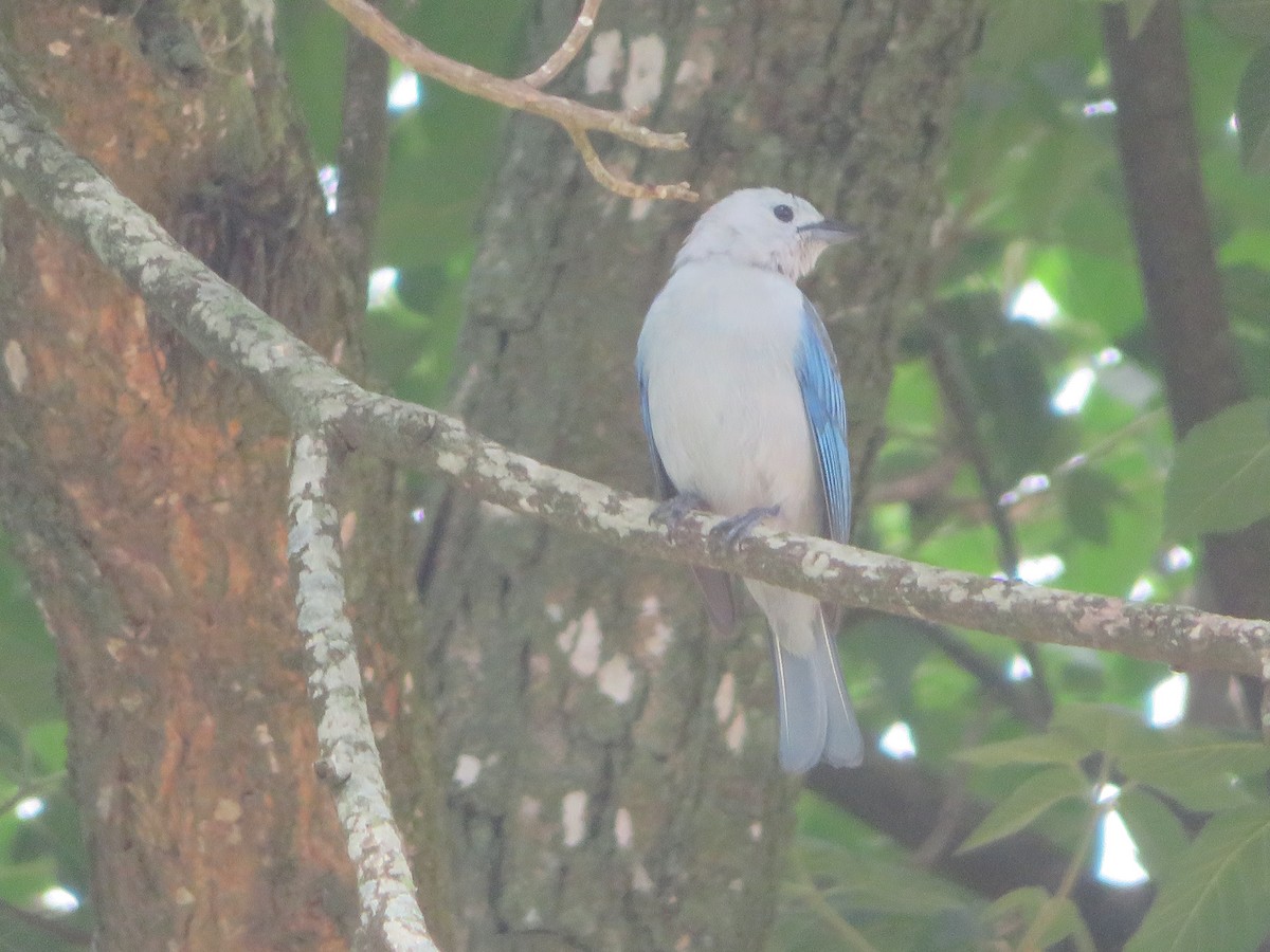 Blue-gray Tanager - ML620731726