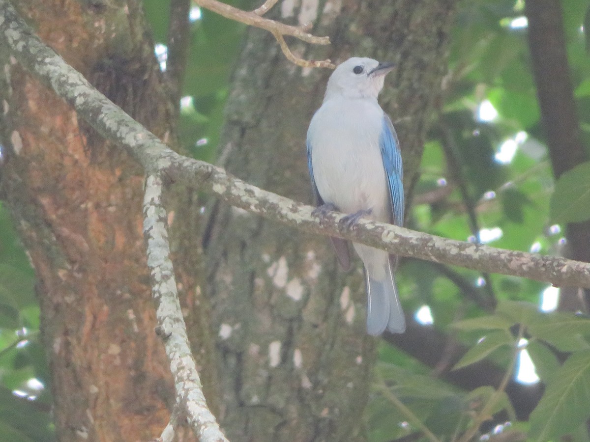 Blue-gray Tanager - ML620731727