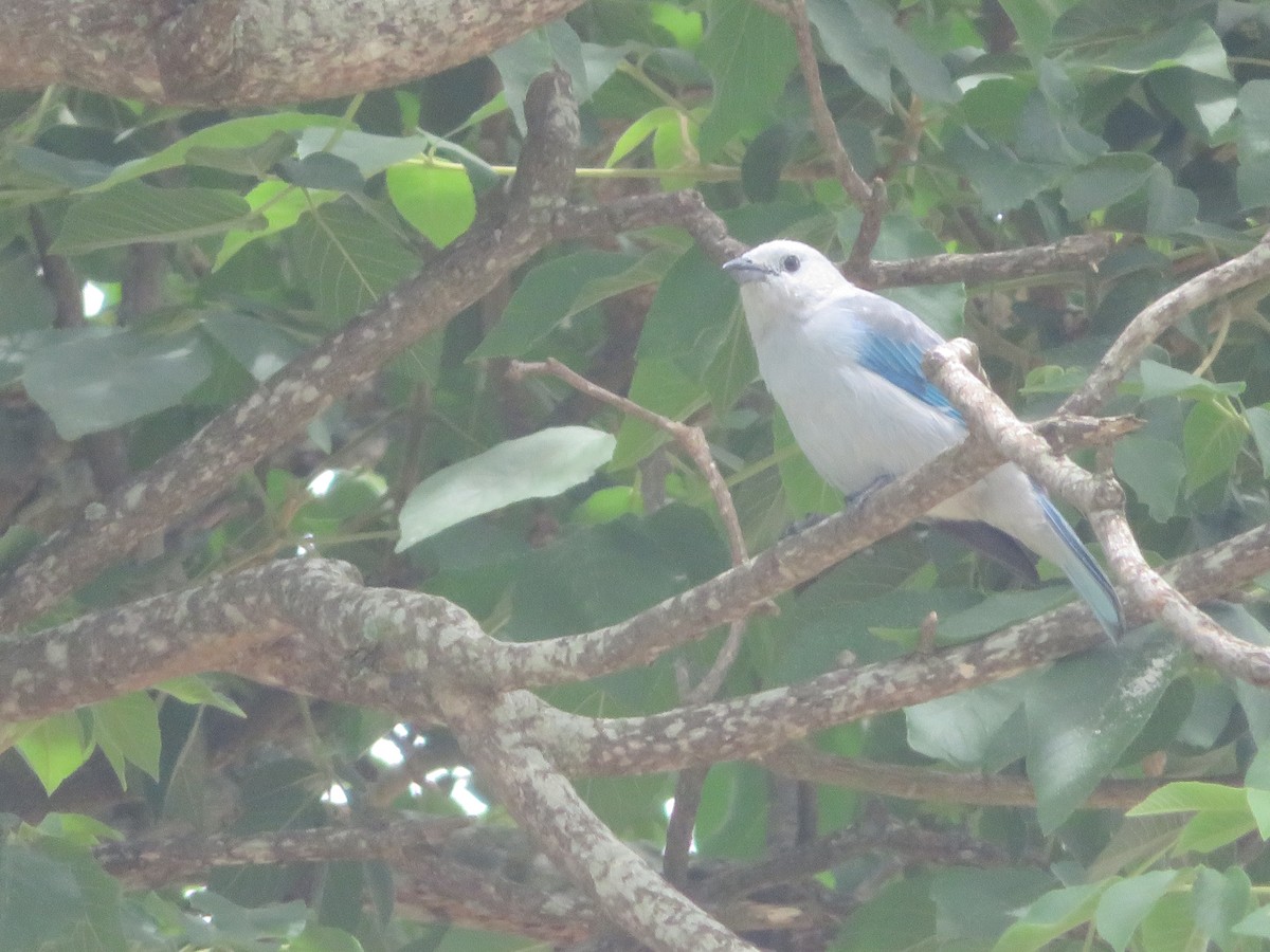 Blue-gray Tanager - John Calderón Mateus