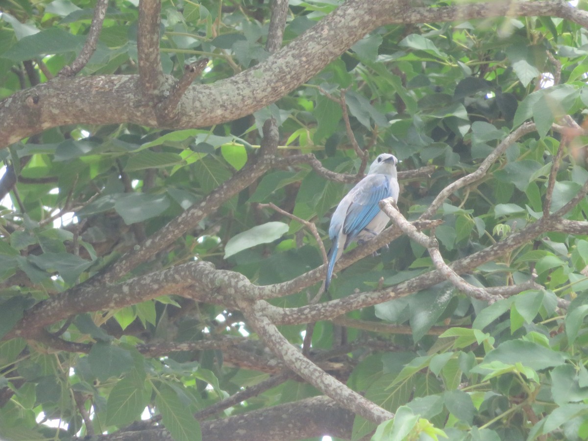 Blue-gray Tanager - ML620731729