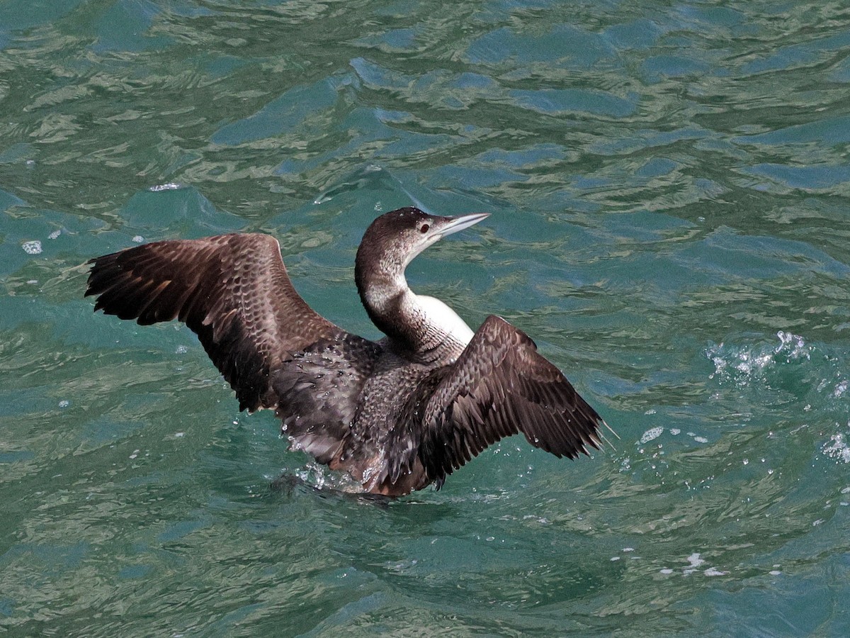 Common Loon - ML620731730