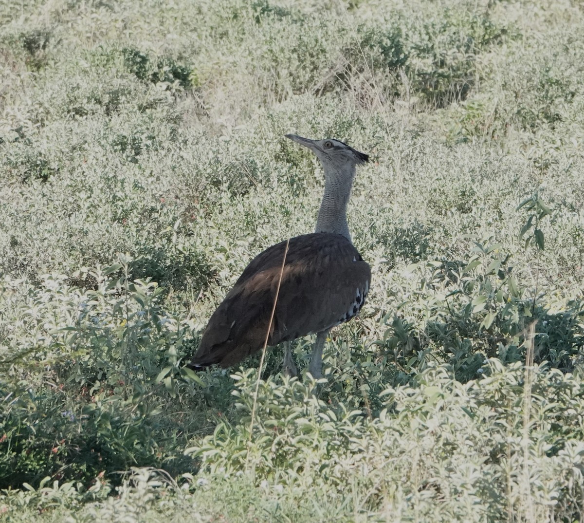 Kori Bustard - ML620731731