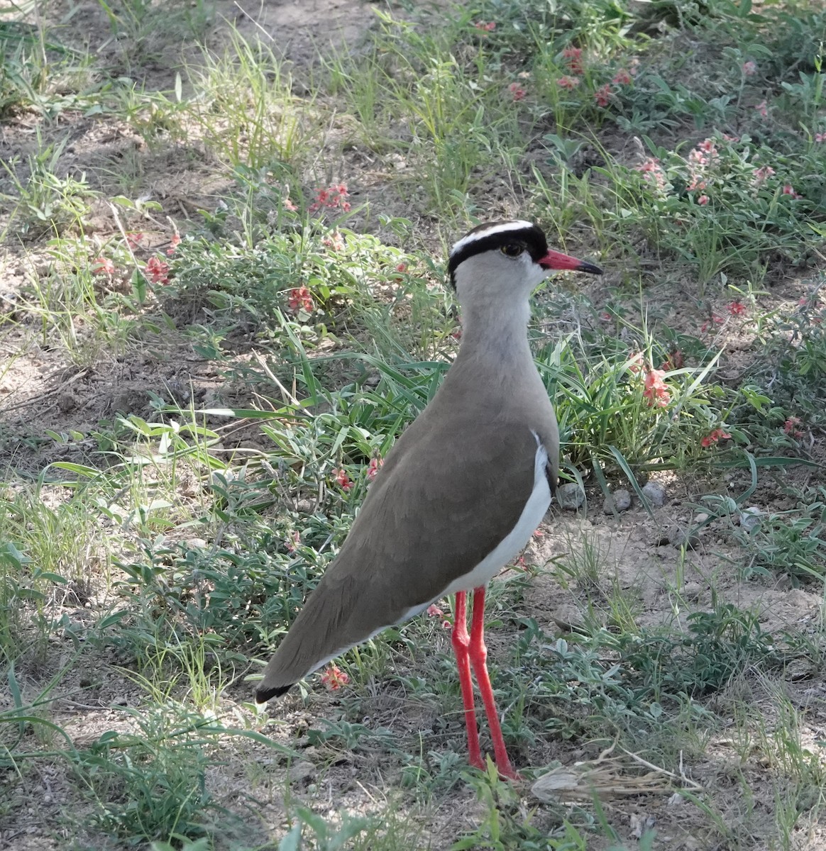 Crowned Lapwing - ML620731736