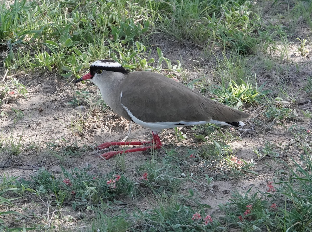 Crowned Lapwing - ML620731737