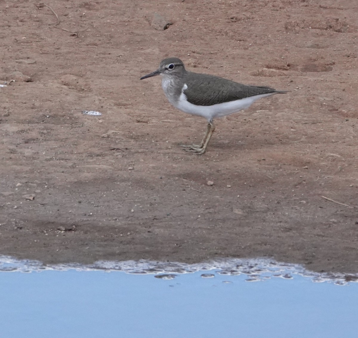 Common Sandpiper - ML620731738