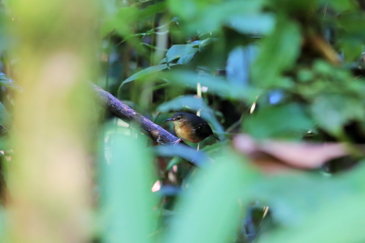 Silvered Antbird - ML620731739