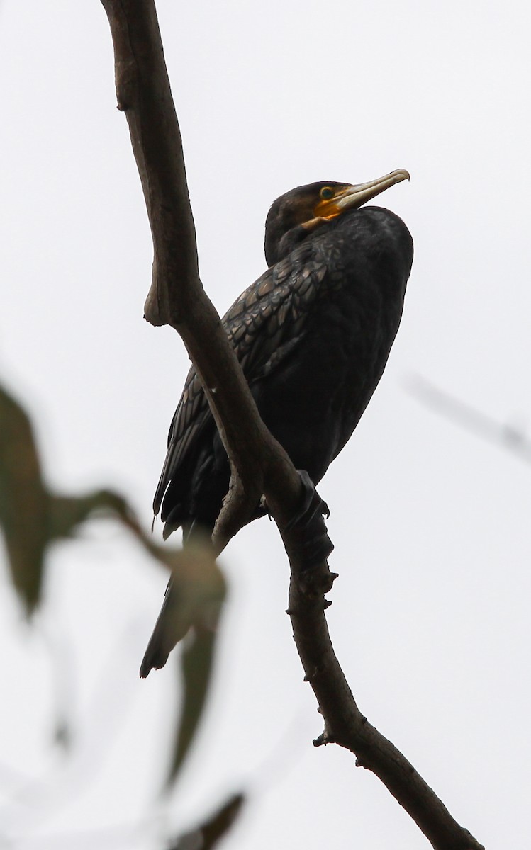 Great Cormorant - ML620731740