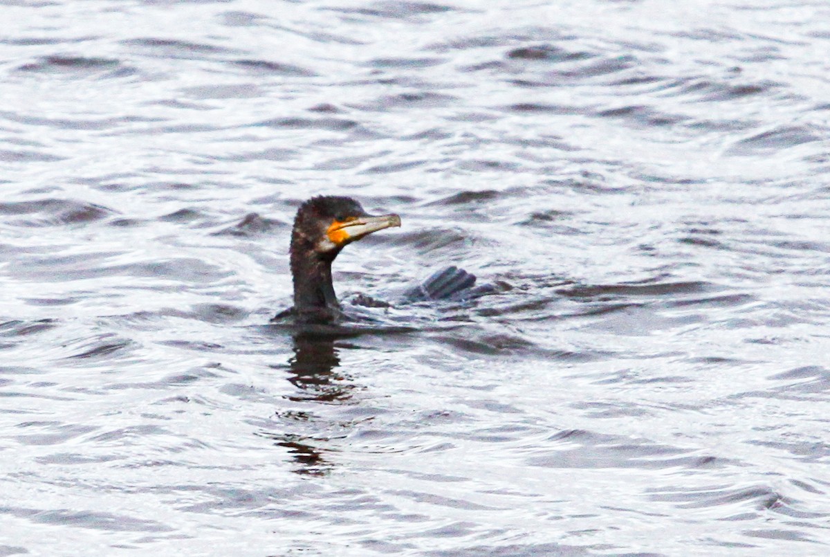 Great Cormorant - ML620731741