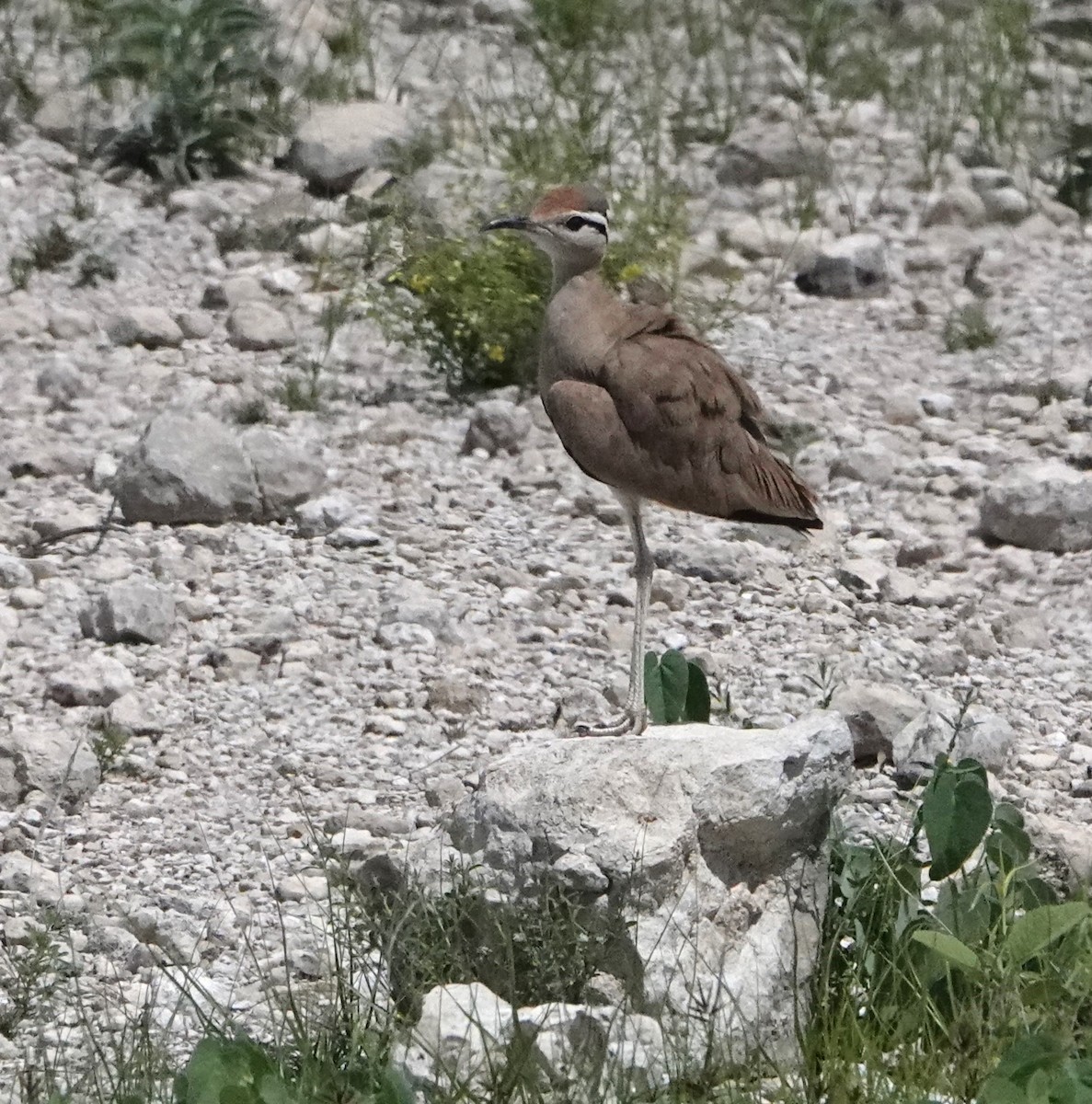 Somali Courser - ML620731742