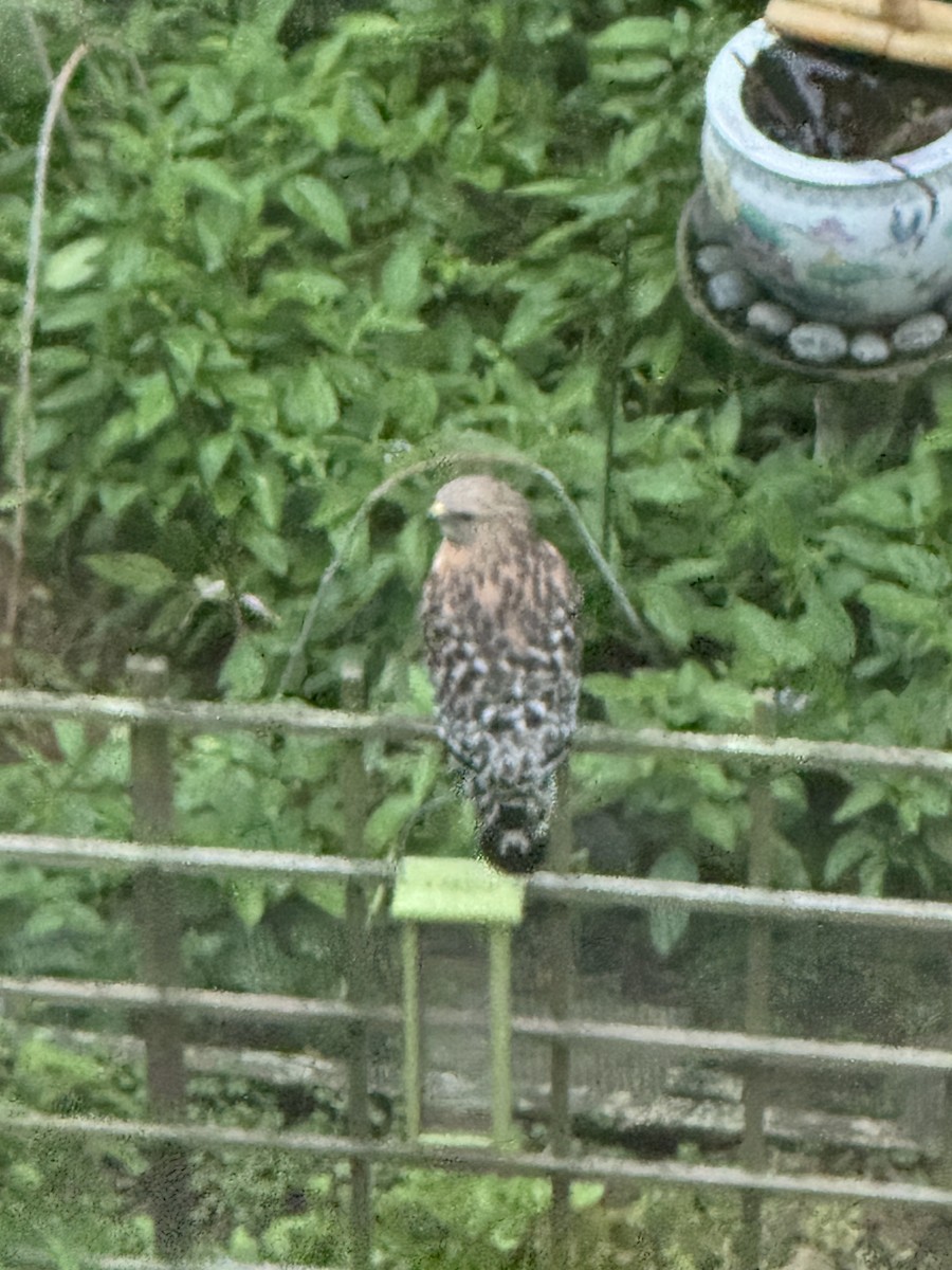 Red-shouldered Hawk - ML620731743