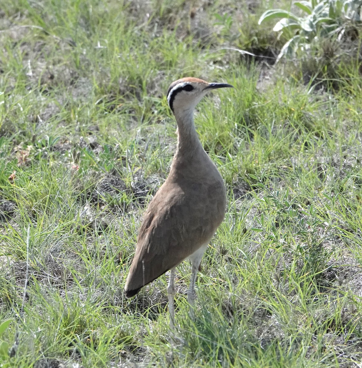 Somalirennvogel - ML620731744