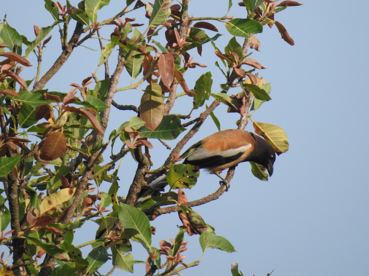 Rufous Treepie - ML620731749