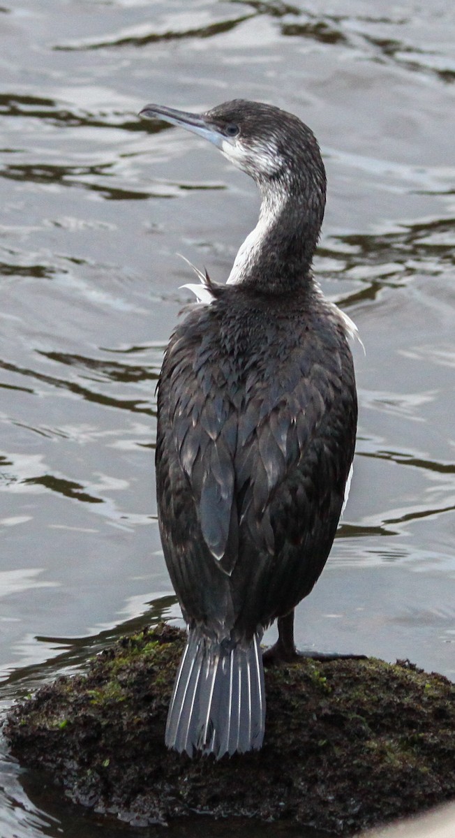 Pied Cormorant - Soo sing Loke