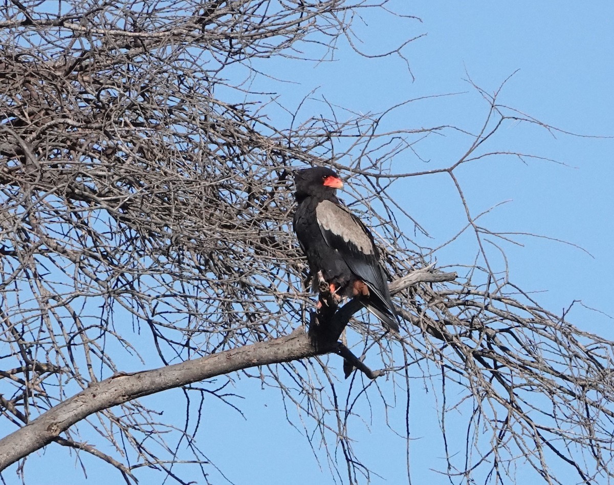 Bateleur - ML620731753