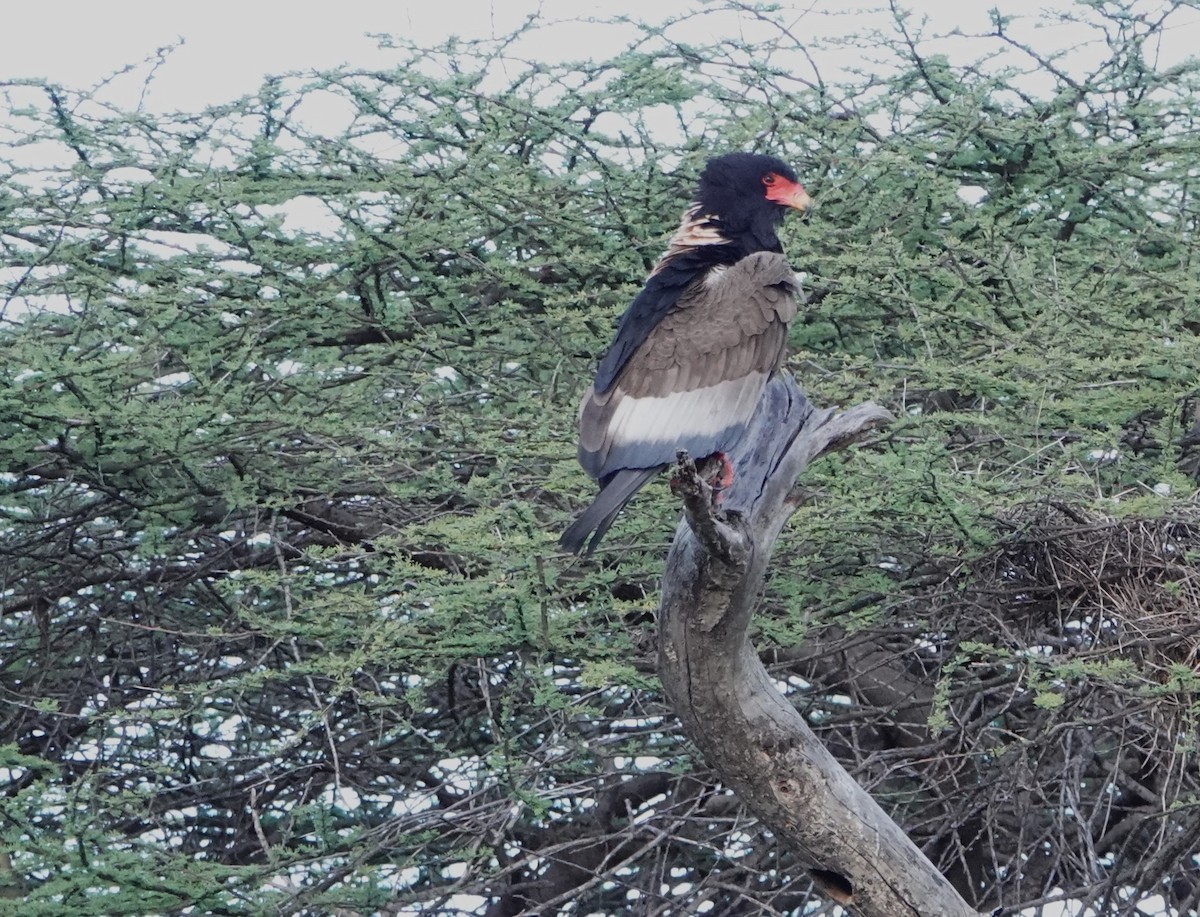 Bateleur - ML620731756