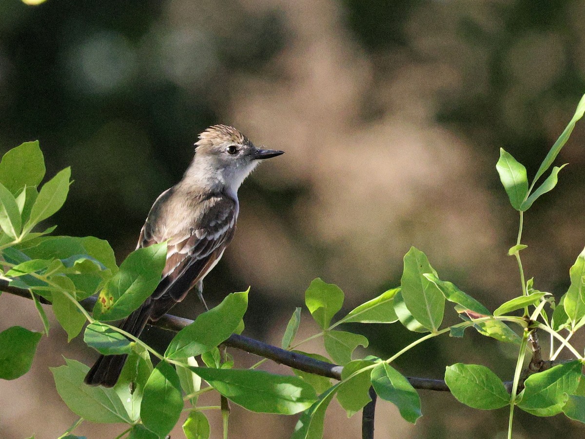 Ash-throated Flycatcher - ML620731757