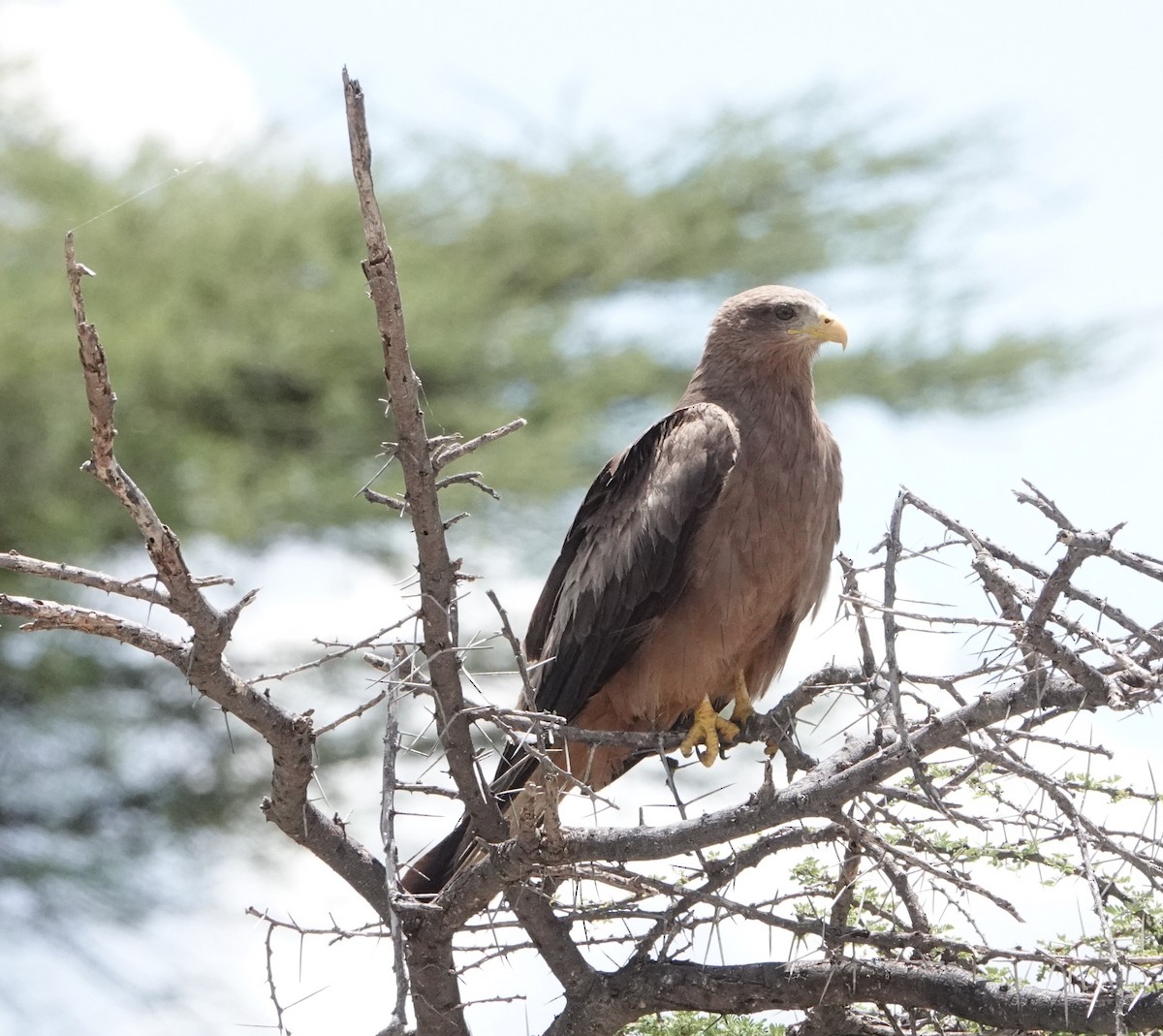 Black Kite (Yellow-billed) - ML620731758