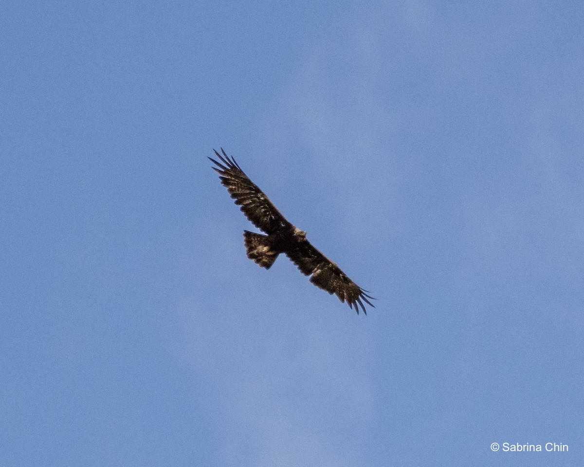 Águila Real - ML620731761